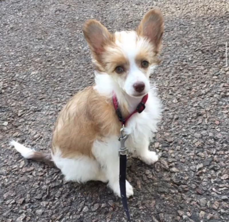 Chinese Crested powderpuff puppies for adoption.(tashiawhite101@gmail.com) Image eClassifieds4u
