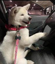 Akita inu puppies for adoption. (brownlesly808@gmail.com) Image eClassifieds4U