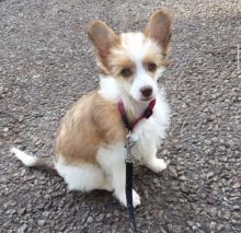 Chinese Crested powderpuff puppies for adoption.(tashiawhite101@gmail.com) Image eClassifieds4U