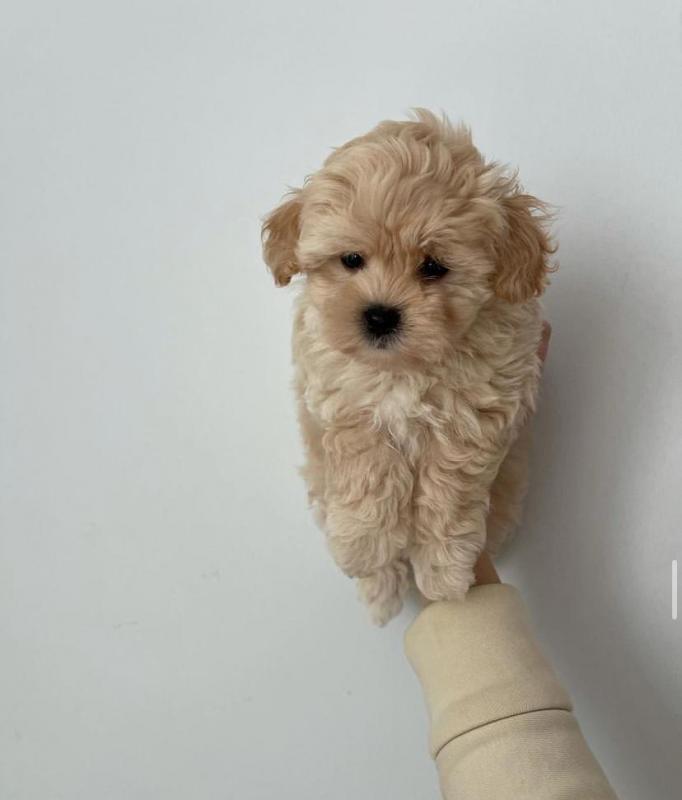 maltipoo puppies for adoption.(donawayne101@gmail.com) Image eClassifieds4u