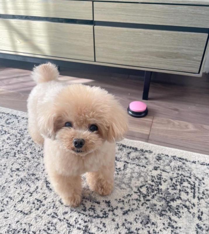 Stunning standard poodles puppies available ( mariathomas3443@gmail.com) Image eClassifieds4u