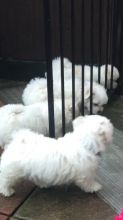 Adorable Maltese puppies for sale!!Email petsfarm21@gmail.com