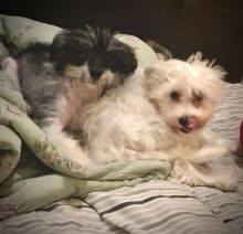 Chinese Crested powderpuff puppies for adoption.