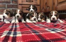 Excellent Beagle Puppies ready for new home!Email petsfarm21@gmail.com or text (831)-512-9409