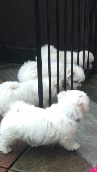 Adorable Maltese puppies for sale!!Email petsfarm21@gmail.com or text (831)-512-9409 Image eClassifieds4u