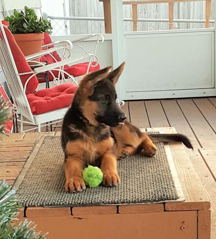 Affectionate German Shepherd Puppies Available 💕Delivery possible🌎 Image eClassifieds4u