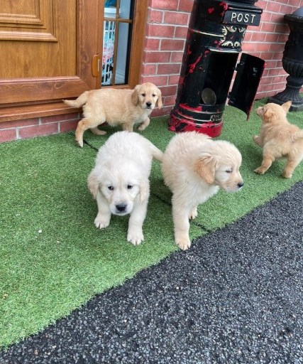 Golden Retriever puppies for sale. Email frederickpenny09@gmail.com or text (510)-344-7310. Image eClassifieds4u
