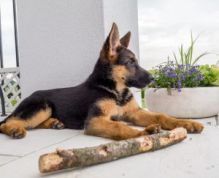 Affectionate German Shepherd Puppies Available 💕Delivery possible🌎 Image eClassifieds4U
