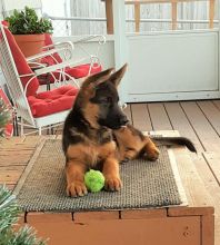 Affectionate German Shepherd Puppies Available 💕Delivery possible🌎 Image eClassifieds4U