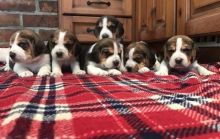 Excellent Beagle Puppies ready for new home!Email petsfarm21@gmail.com or text (831)-512-9409 Image eClassifieds4U