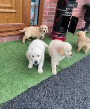 Golden Retriever puppies for sale. Email frederickpenny09@gmail.com or text (831)-512-9409 Image eClassifieds4U