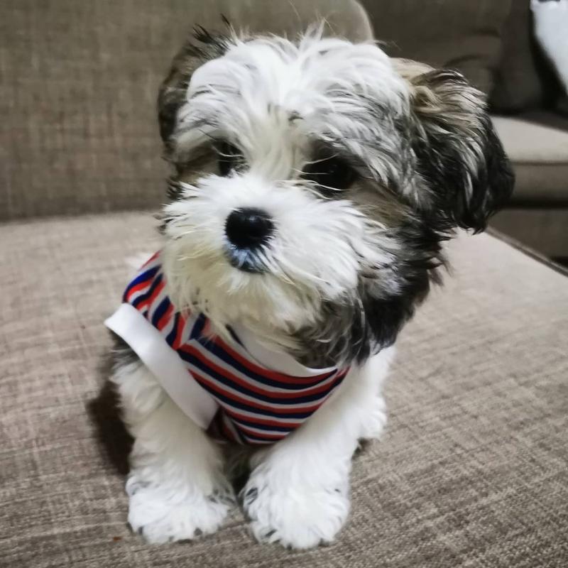 🟥🍁🟥CANADIAN COTON DE TULEAR PUPPIES 🐕🐕 AVAILABLE 🐶🐶 Image eClassifieds4u