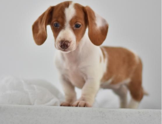 🟥🍁🟥CANADIAN DACHSHUND PUPPIES 🐕🐕 AVAILABLE 🐶🐶 🥰🍀 Image eClassifieds4u