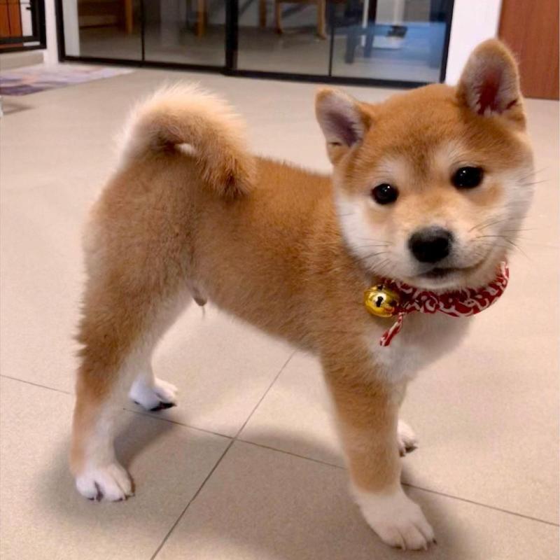 🟥🍁🟥 NEW YEAR🐶 MALE/FEMALE 👪 SHIBA INU PUPPIES 💕💕 Image eClassifieds4u