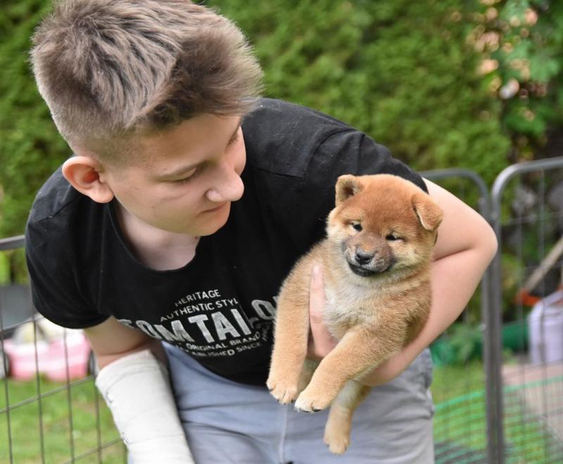 🟥🍁🟥 NEW YEAR🐶 MALE/FEMALE 👪 SHIBA INU PUPPIES 💕💕 Image eClassifieds4u