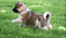 🟥🍁🟥CANADIAN AKITA INU PUPPIES 🐕🐕 AVAILABLE 🐶🐶