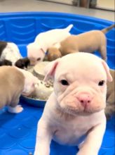 cute Pitbull puppies Male and Female Puppies For Adoption (scotj297@gmail.com)