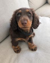 Dachshund puppies for adoption. (mikeearn50@gmail.com)