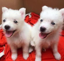 Excellent American eskimo Puppies Available For AdoptionEmail us (felixlogan57@gmail.com)
