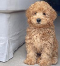 MALE AND FEMALE Goldendoodle PUPPIES FOR ADOPTION (kgraykevin0@gmail.com)