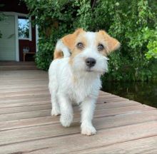 MALE AND FEMALE jack russell PUPPIES AVAILABLE FOR ADOPTION (jeffmarcus963@gmail.com)