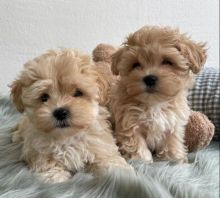 OUTSTANDING MALE AND FEMALE MALTIPOO PUPPIES FOR ADOPTION (donawayne101@gmail.com)