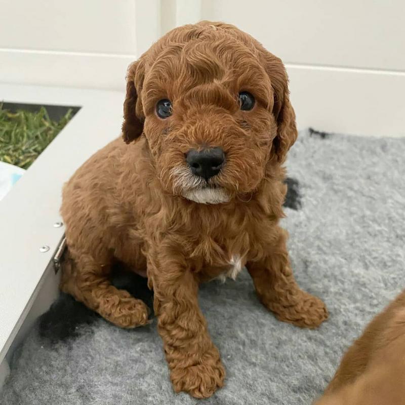 Lovely cavapoo Puppies available For Adoption Email us @(elizerbethdani331@gmail.com) Image eClassifieds4u