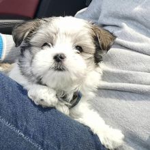 🟥🍁🟥CANADIAN COTON DE TULEAR PUPPIES 🐕🐕 AVAILABLE 🐶🐶 Image eClassifieds4u 2