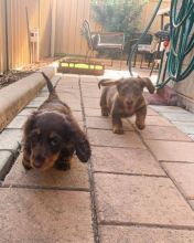 Amazing dachshund puppies for adoption. (pricilialucaspricilia@gmail.com) Image eClassifieds4u 1