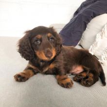 Dachshund puppies for adoption. (mikeearn50@gmail.com) Image eClassifieds4u 1