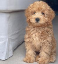 MALE AND FEMALE Goldendoodle PUPPIES FOR ADOPTION (kgraykevin0@gmail.com) Image eClassifieds4u 1