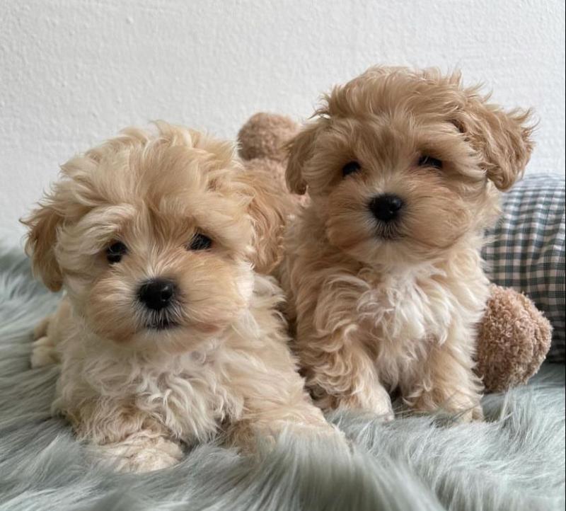 OUTSTANDING MALE AND FEMALE MALTIPOO PUPPIES FOR ADOPTION (donawayne101@gmail.com) Image eClassifieds4u