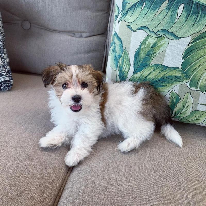 Shih Tzu Puppies Male And Female Puppies For Adoption (kimberlyjamee@gmail.com) Image eClassifieds4u
