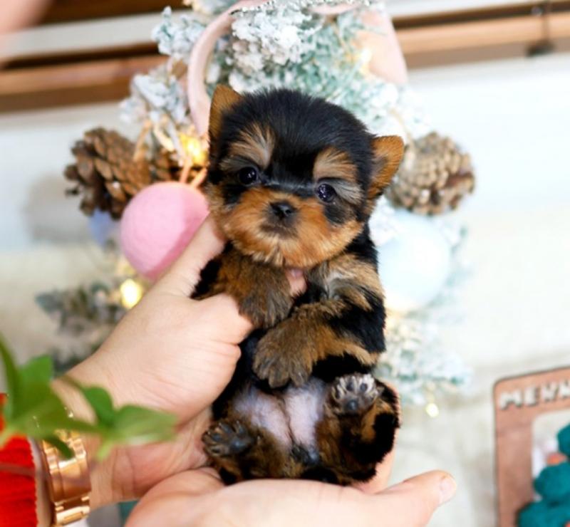 Awesome teacup Yorkie puppies available Image eClassifieds4u