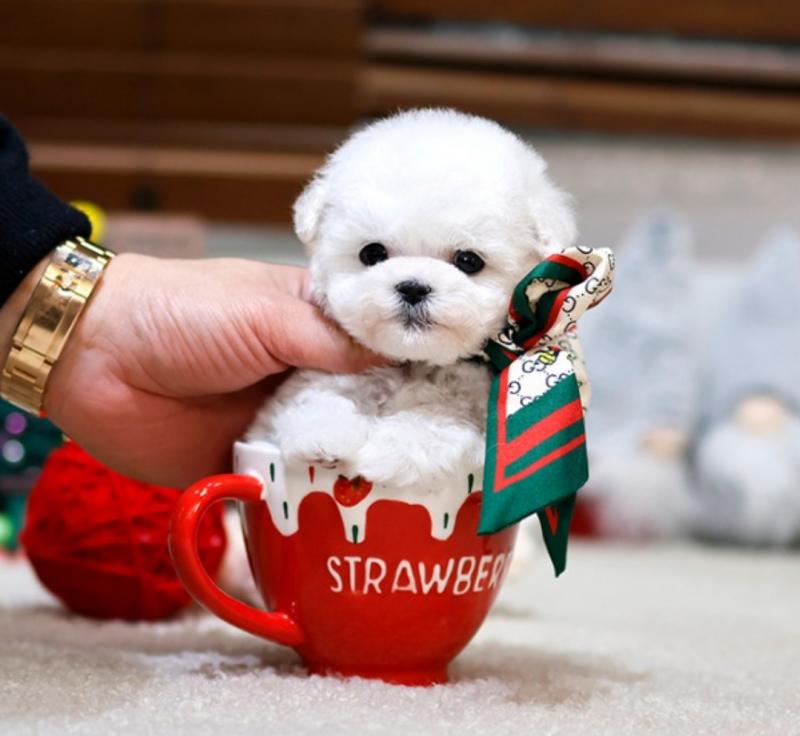 Bichon frise puppies available Image eClassifieds4u