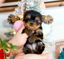Awesome teacup Yorkie puppies available Image eClassifieds4u 4