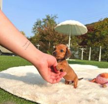 Miniature Dachshund puppies for sale Image eClassifieds4u 4