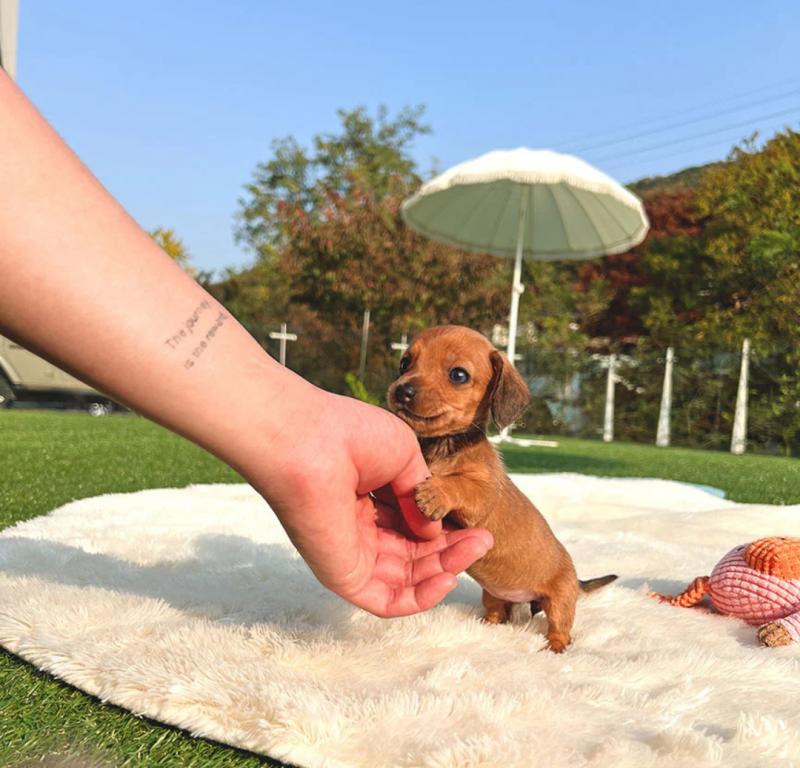 Miniature Dachshund puppies for sale Image eClassifieds4u