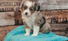 Affordable Australian Shepherd puppies available