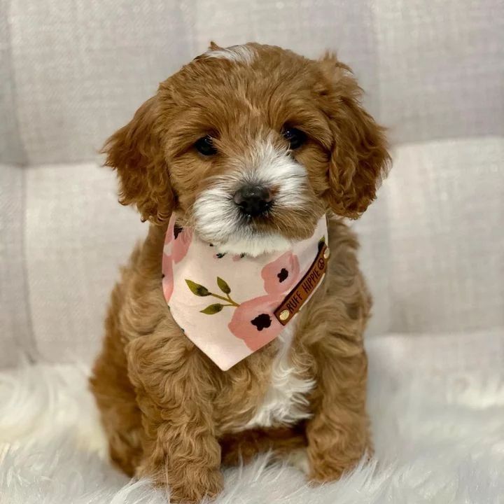 Cavapoo Puppies For Adoption (alishaken896@gmail.com) Image eClassifieds4u