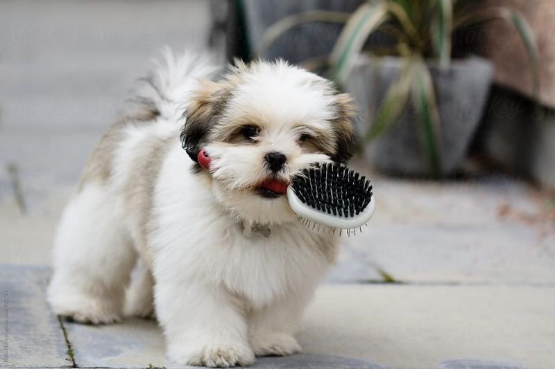 🟥🍁🟥 ANGELIC 🐶🐶 LHASA APSO PUPPIES $650 🟥🍁🟥 Image eClassifieds4u