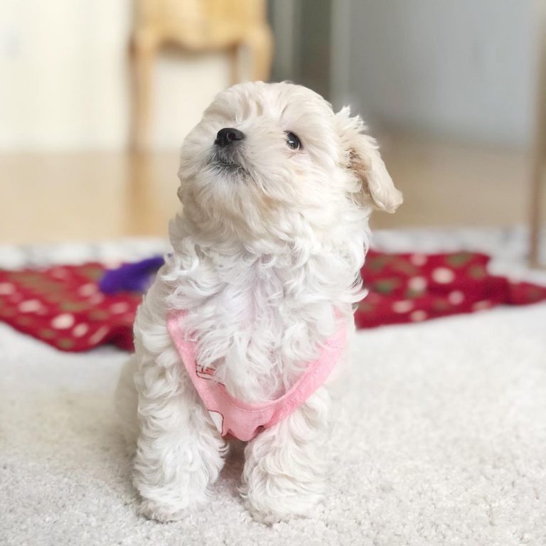 🟥🍁🟥 C.K.C HAVANESE PUPPIES 🐕🐕 READY FOR A NEW HOME 🟥🍁🟥 Image eClassifieds4u