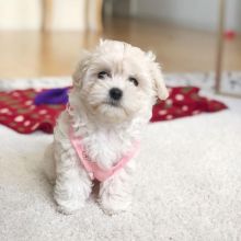 🟥🍁🟥 C.K.C HAVANESE PUPPIES 🐕🐕 READY FOR A NEW HOME 🟥🍁🟥 Image eClassifieds4u 1