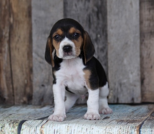 🍀🍀 C.K.C MALE AND FEMALE BEAGLE PUPPIES AVAILABLE 🍀🍀 Image eClassifieds4u