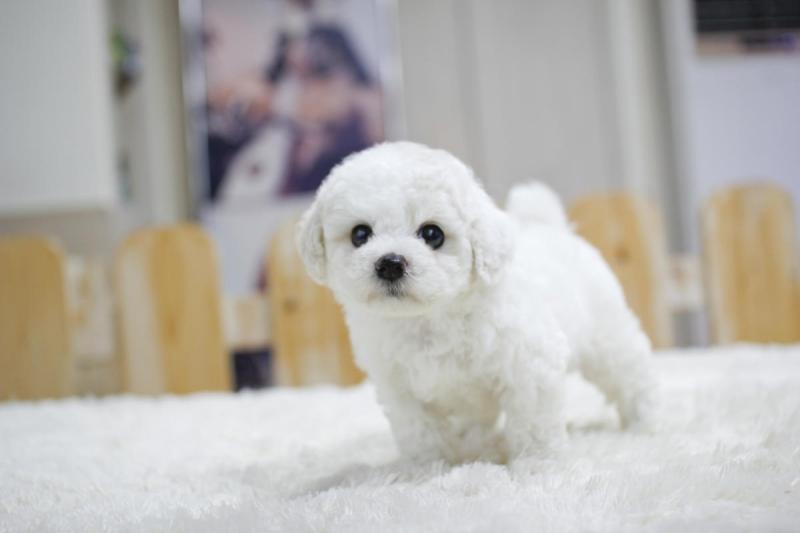 💗🟥🍁🟥C.K.C MALE AND FEMALE BICHON FRISE PUPPIES AVAILABLE💗🟥🍁🟥 Image eClassifieds4u