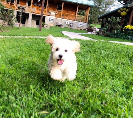 💗🟥🍁🟥C.K.C MALE AND FEMALE BICHON FRISE PUPPIES AVAILABLE💗🟥🍁🟥 Image eClassifieds4u