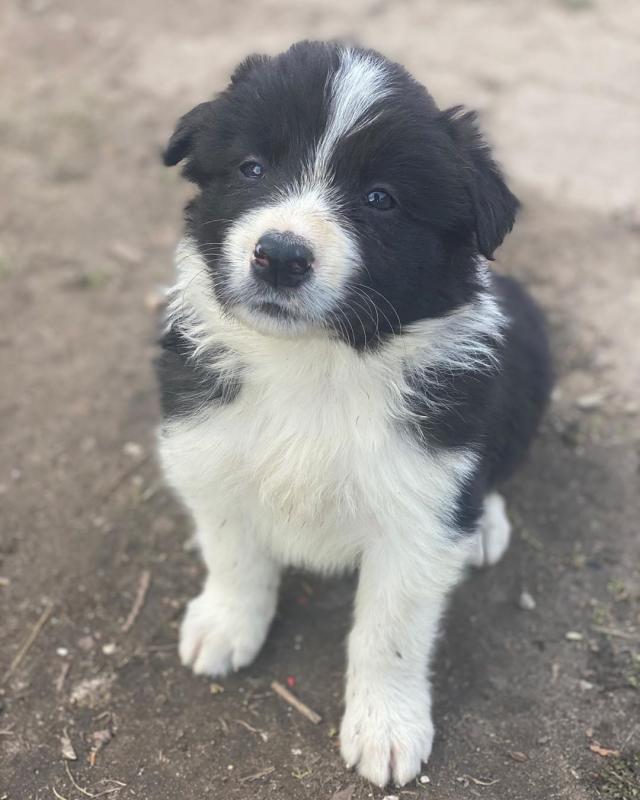 🟥🍁🟥 CKC BORDER COLLIE PUPPIES AVAILABLE💗🟥🍁🟥 Image eClassifieds4u