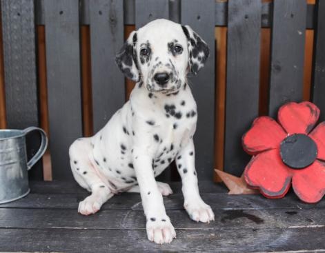 🟥🍁🟥 CKC DALMATIAN PUPPIES AVAILABLE💗🟥🍁🟥 Image eClassifieds4u