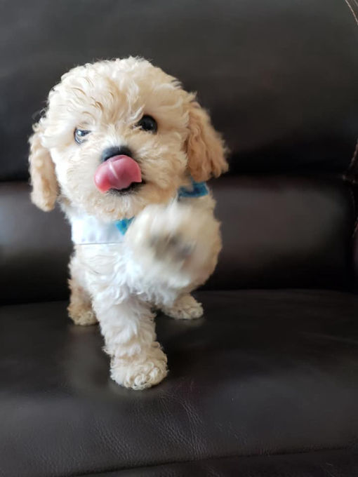 💗🟥🍁🟥C.K.C MALE AND FEMALE MALTIPOO PUPPIES AVAILABLE💗🟥🍁🟥 Image eClassifieds4u
