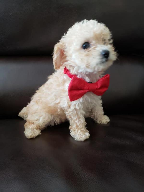 💗🟥🍁🟥C.K.C MALE AND FEMALE MALTIPOO PUPPIES AVAILABLE💗🟥🍁🟥 Image eClassifieds4u